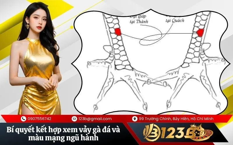 Bí quyết kết hợp xem vảy gà đá và màu mạng ngũ hành