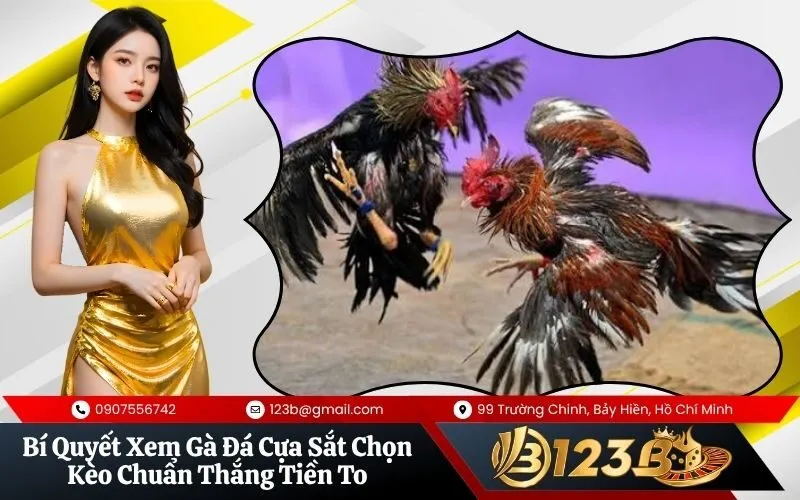 Gà Đá Cựa Sắt