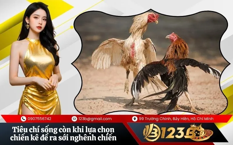 Tiêu chí sống còn khi lựa chọn chiến kê để ra sới nghênh chiến